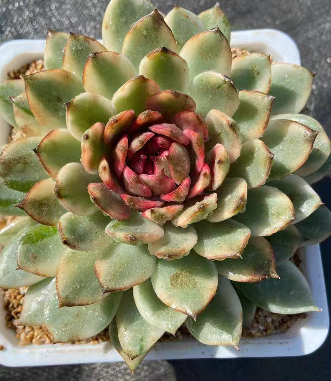 plant Aeonium Echeveria Haworthia  Caudex  Lithops Cactus  Agave 