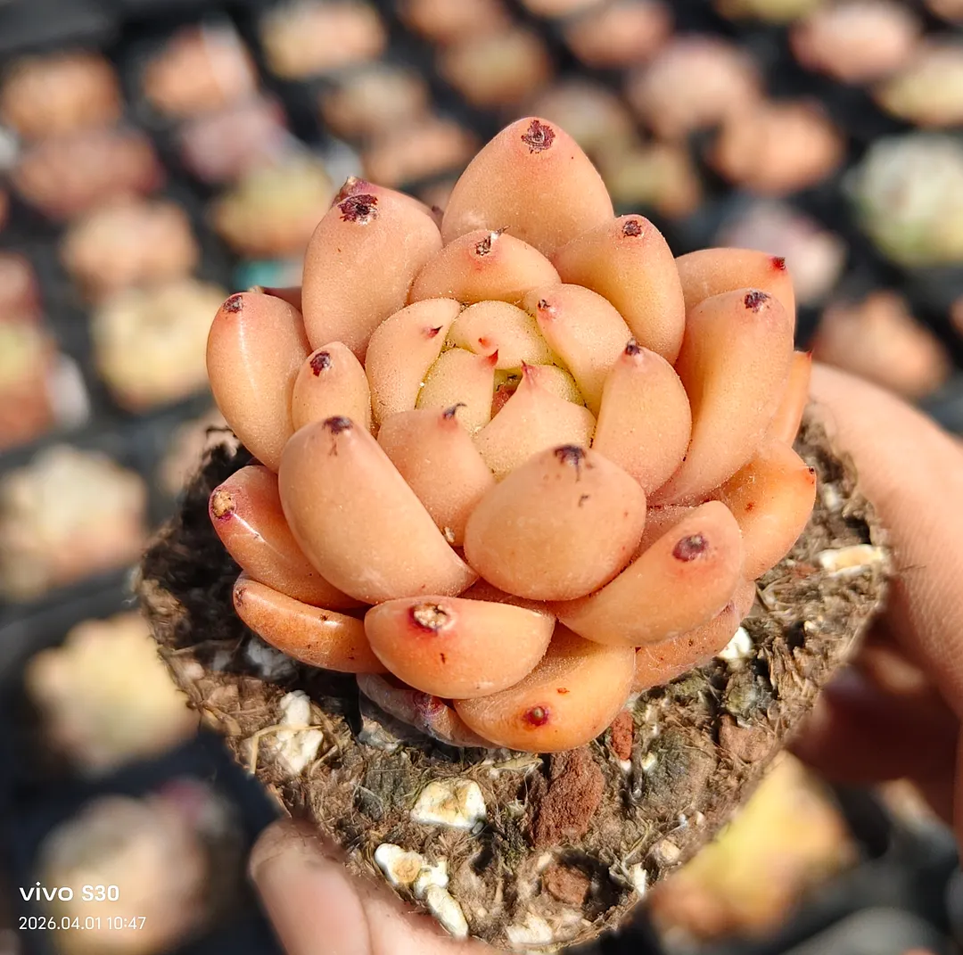 plant Aeonium Echeveria Haworthia  Caudex  Lithops Cactus  Agave 