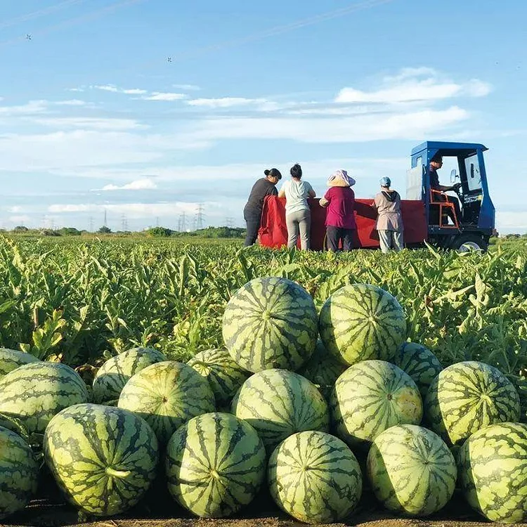 🔥Last day clearance🍉Lazy Man's Watermelon Seeds🍉 