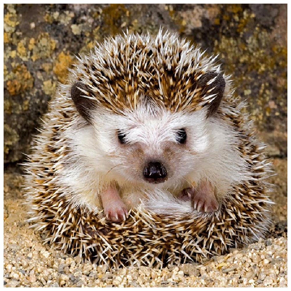 Hedgehog - Full Round Diamond Painting