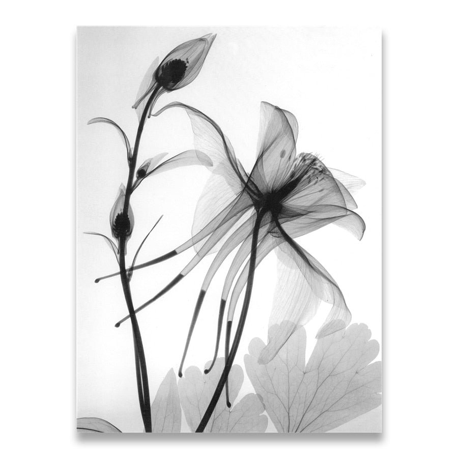 Nordic Black White Plant Abstract Flower Canvas Posters Canvas Prints Minimalist Wall Art Painting Decorative Picture Home Decor