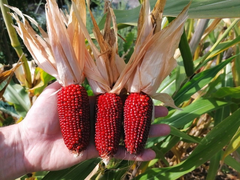🍓&🌽Strawberry Corn seeds - 2023 popular seeds