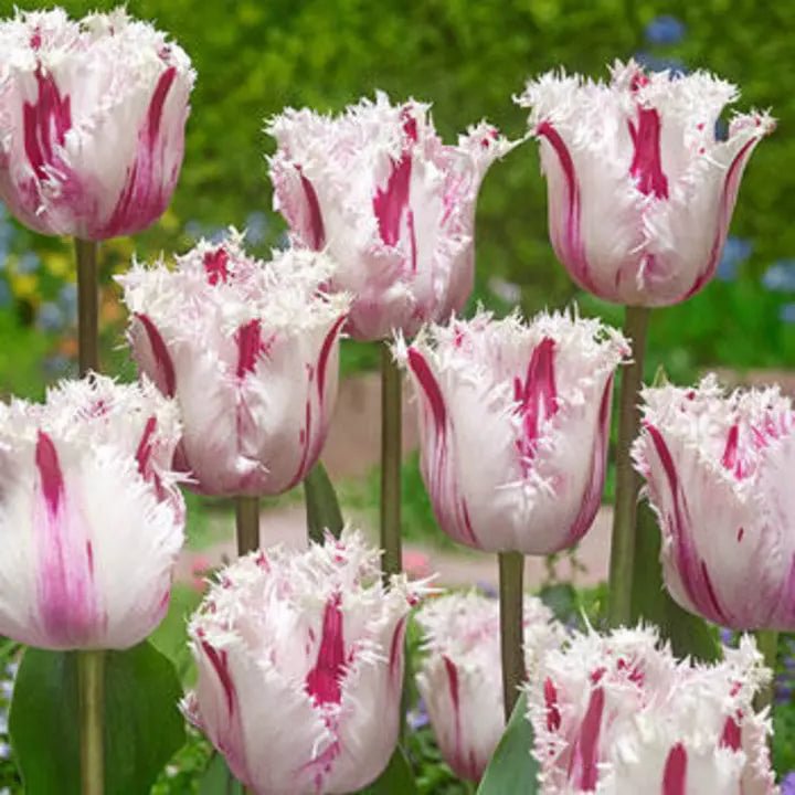 Bonsai Rare Color Tulip Seeds #18