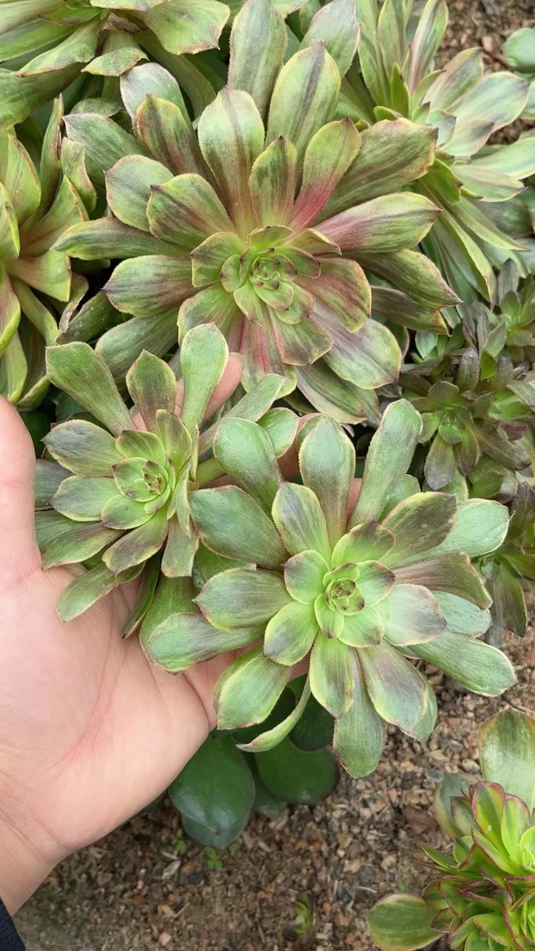 plant Aeonium Echeveria Haworthia  Caudex  Lithops Cactus  Agave 