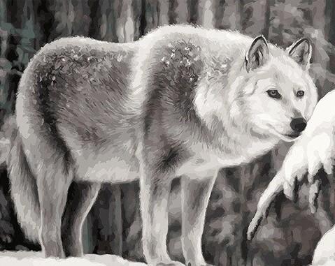 

Coyote Wolf – Paint By Numbers - 40*50CM, 501 Original