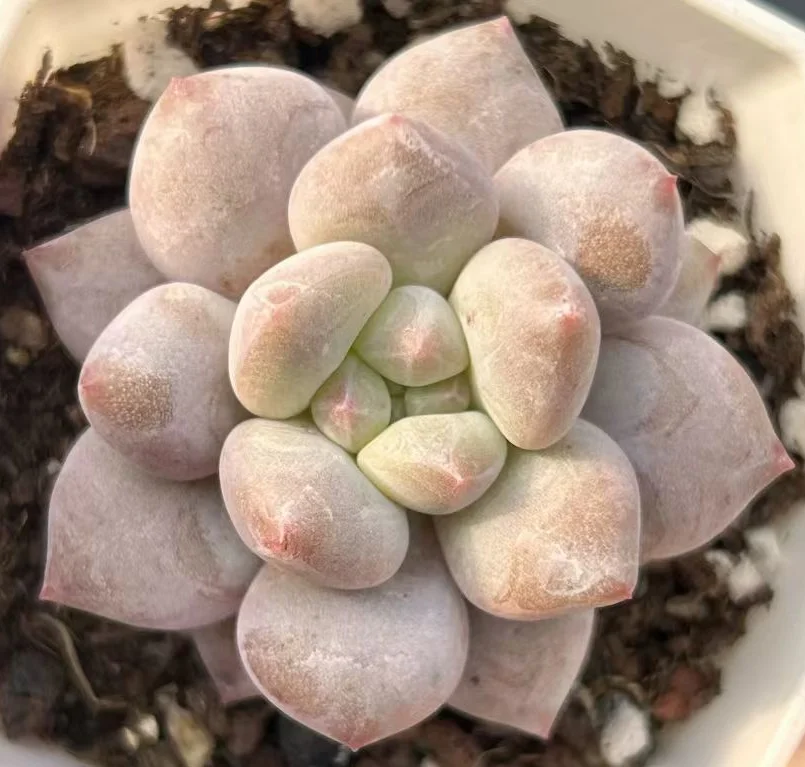 plant Aeonium Echeveria Haworthia  Caudex  Lithops Cactus  Agave 