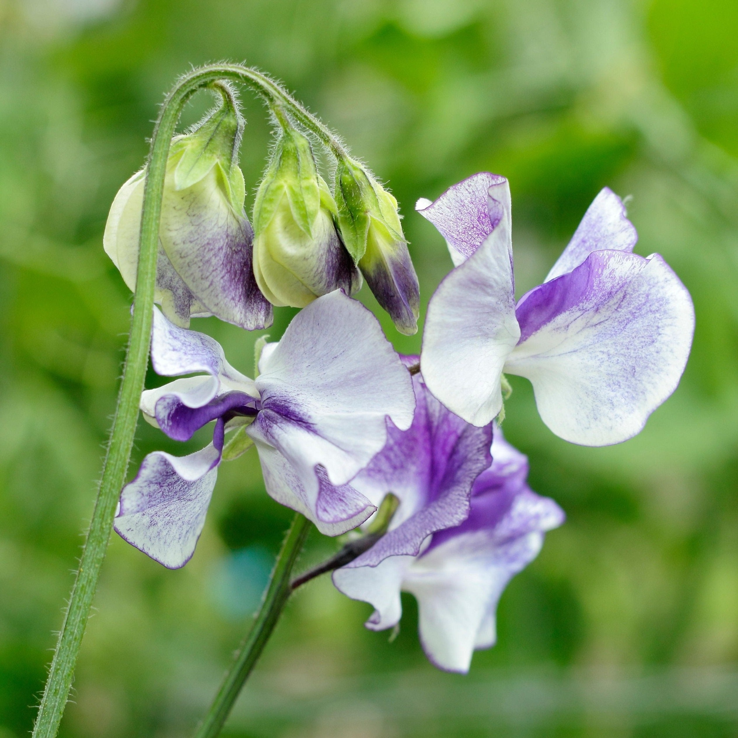 Sweet Pea Streamer Blue Flower | X 15 Seeds