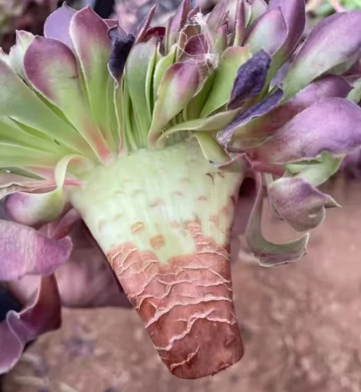 plant Aeonium Echeveria Haworthia  Caudex  Lithops Cactus  Agave 