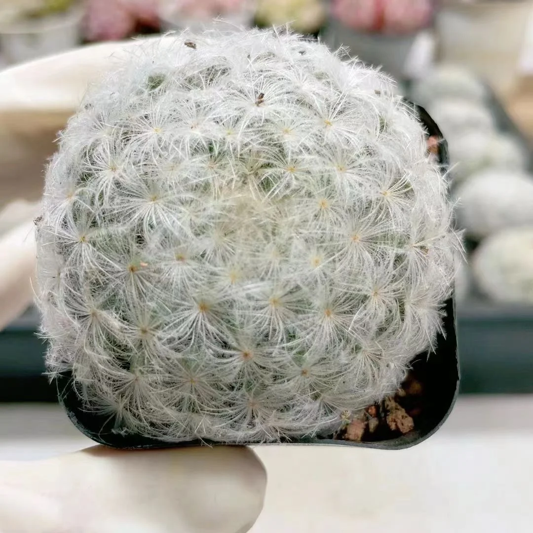 plant Aeonium Echeveria Haworthia  Caudex  Lithops Cactus  Agave 