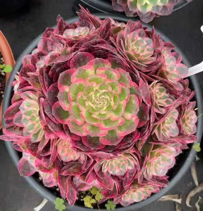 plant Aeonium Echeveria Haworthia  Caudex  Lithops Cactus  Agave 