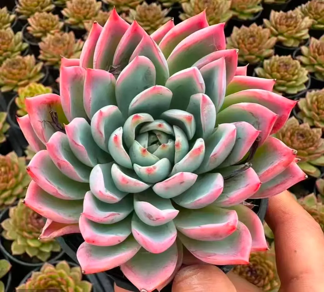 plant Aeonium Echeveria Haworthia  Caudex  Lithops Cactus  Agave 
