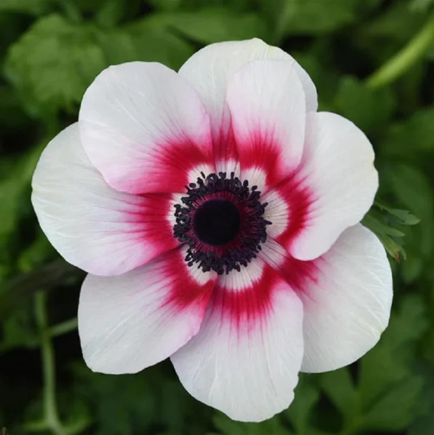 Anemone seeds Jonyparkseed®