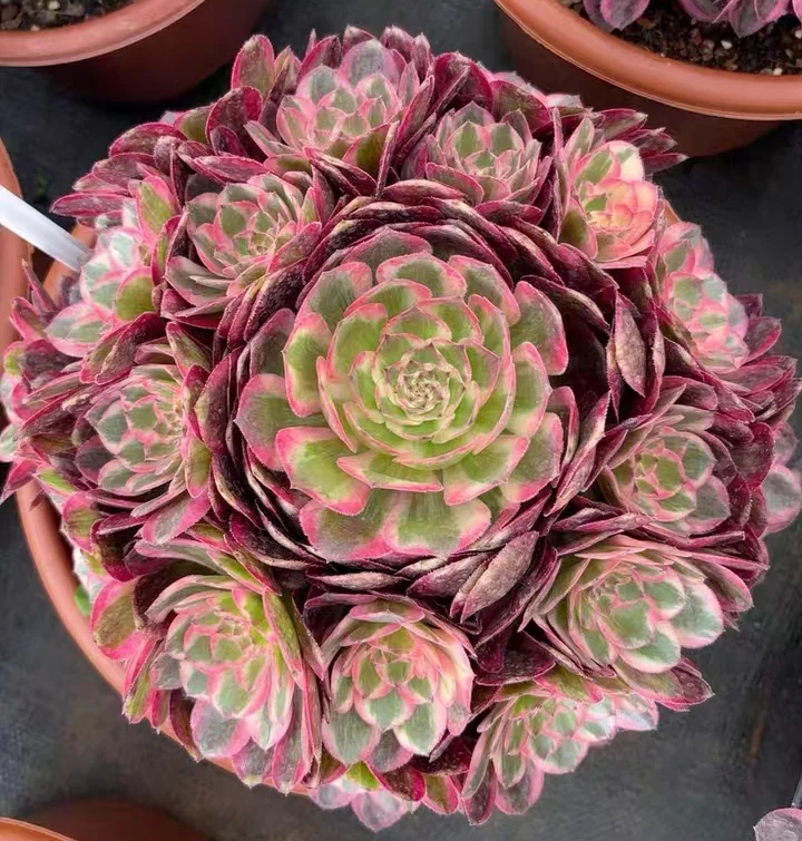 plant Aeonium Echeveria Haworthia  Caudex  Lithops Cactus  Agave 