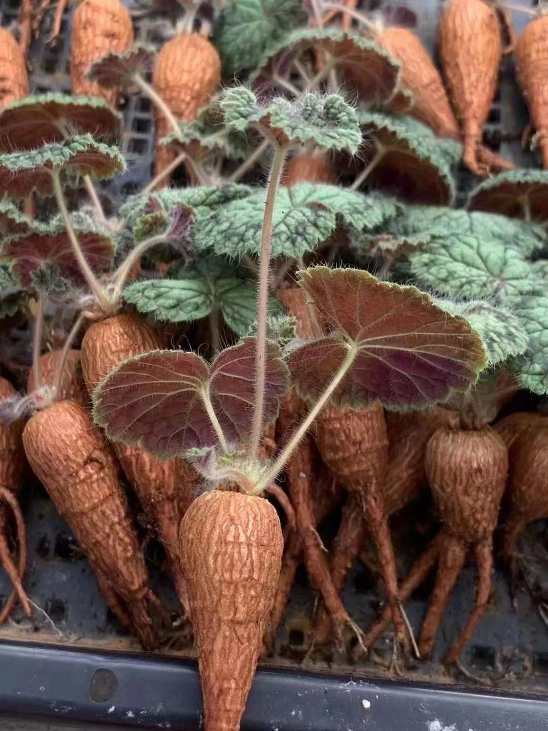 plant Aeonium Echeveria Haworthia  Caudex  Lithops Cactus  Agave 