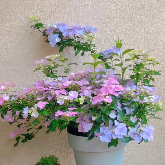 🌸Starry Sky Series Hydrangea