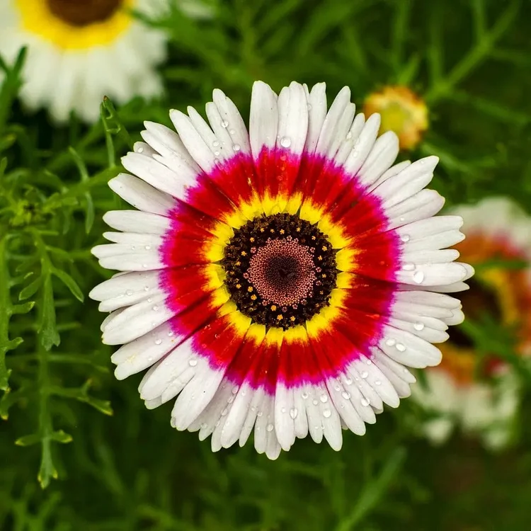 Chrysanthemum Rainbow Single Mix Gemalte Gänseblümchen-Blume