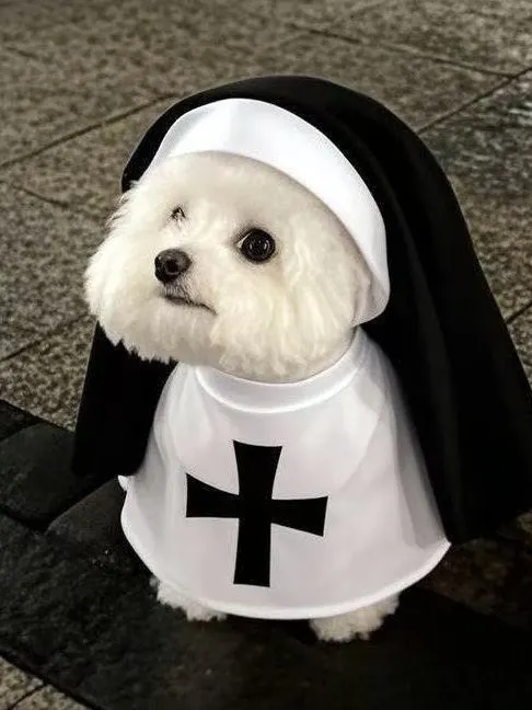 ペットの服｜TOPZACO
