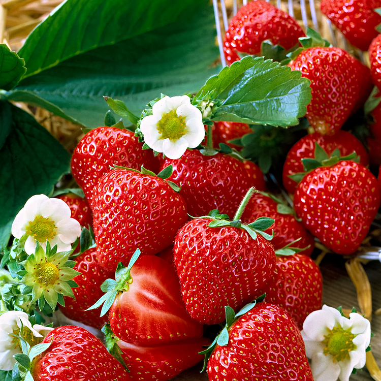 Climbing Strawberry Tree Seeds: A New Trend in Vertical Gardening, a Sweet Harvest