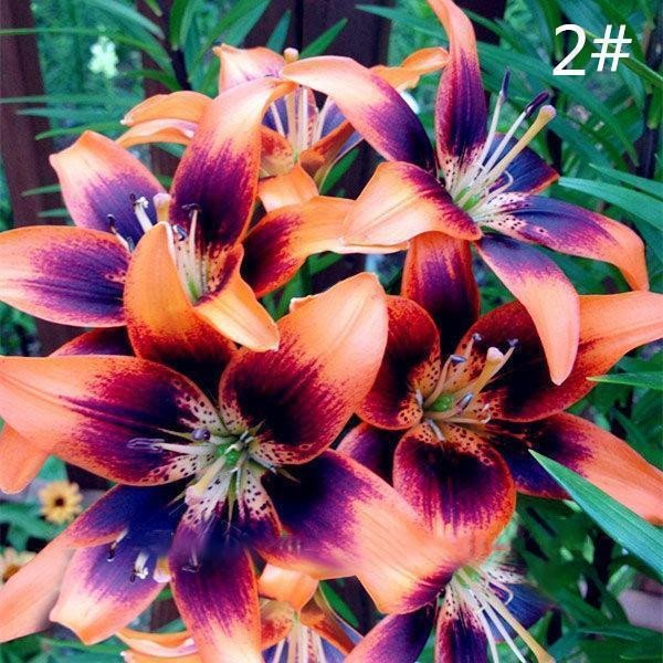 100 PCS Perfume Lily Seeds Rare Color Flower Garden Seeds Jonyparkseed®
