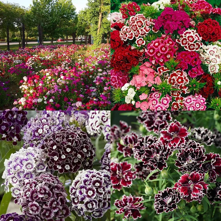 🔥Last Day Sale - 60% OFF🌺 Dianthus Seeds ⚡Buy 2 Get Free Shipping