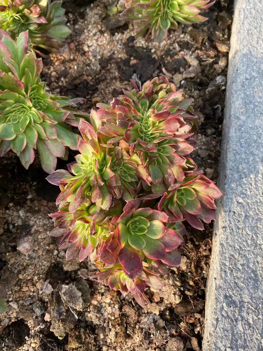 plant Aeonium Echeveria Haworthia  Caudex  Lithops Cactus  Agave 