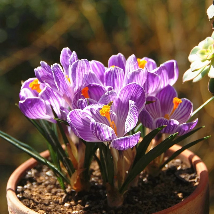 Golden Saffron  – Easy to Grow, Cold-Hardy, Fragrant Blooms with Nutrient-Rich Threads🌺