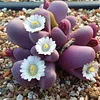 200 Pcs Rare Living Stones Mix Lithops bonsai Blooming Flower Succulent Cactus Organic Garden Bulk bonsai For Home Garden 