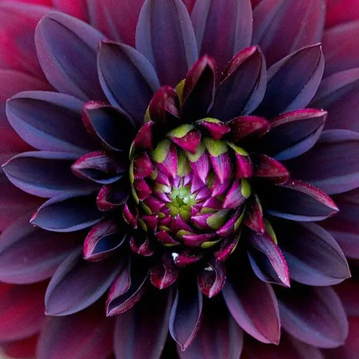 Black Dahlia Flower Seeds
