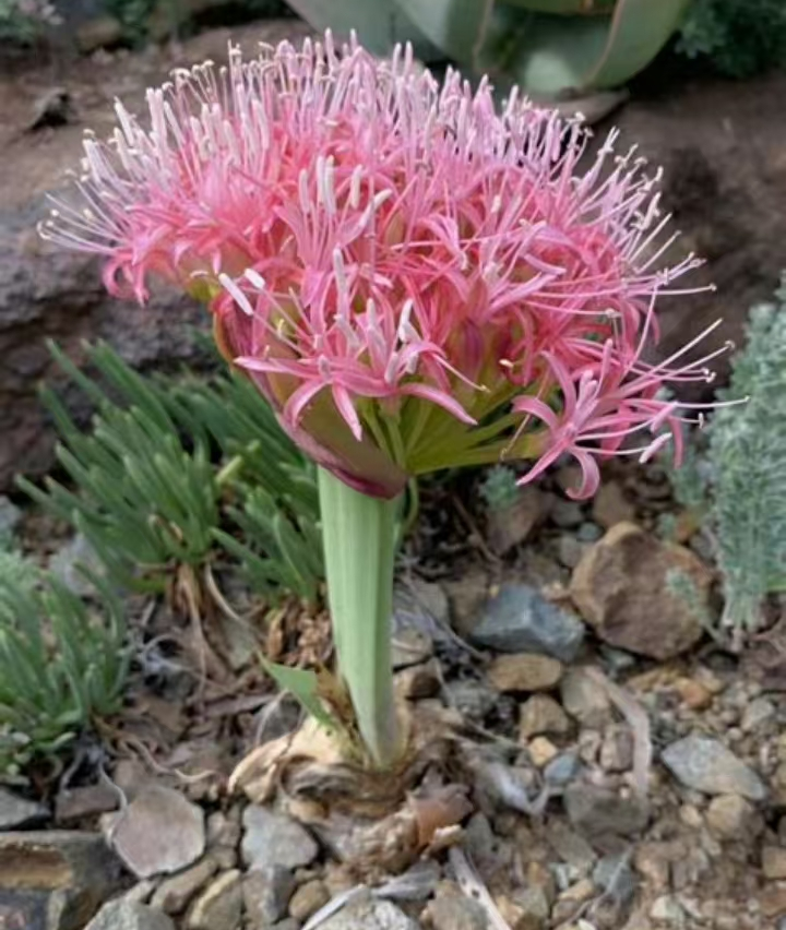 plant Aeonium Echeveria Haworthia  Caudex  Lithops Cactus  Agave 