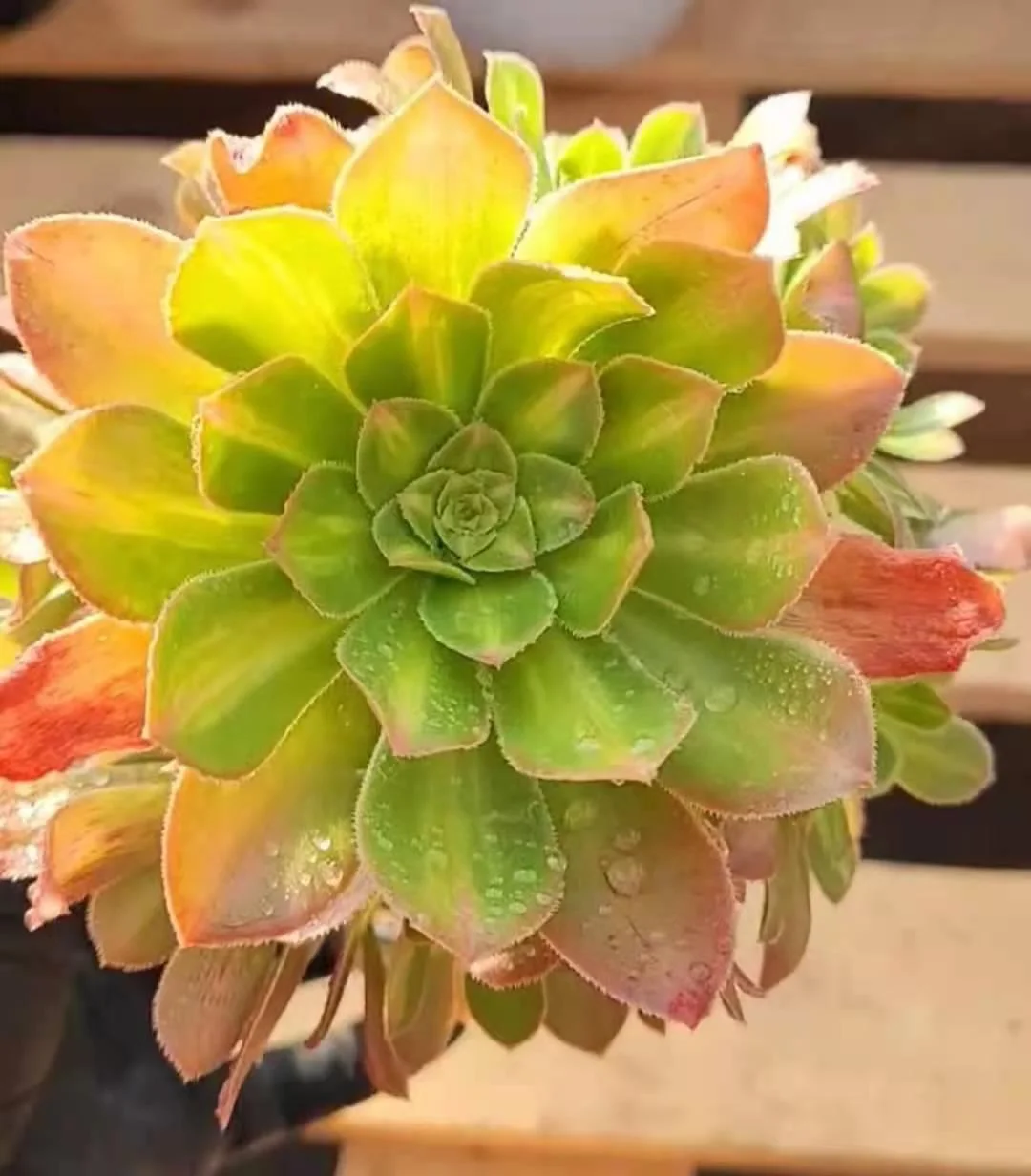 181.Dharma brocade  single head and cutting / Aeonium plants/  Succulent plants / Garden landscape / Carefully select healthy plants