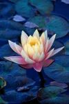 10 Pcs/ Bag Lotus Flower Mini Lotus Bonsai Aquatic Plants Bowl Lotus Water Lily Flores Perennial Plant For Home & Garden Decor