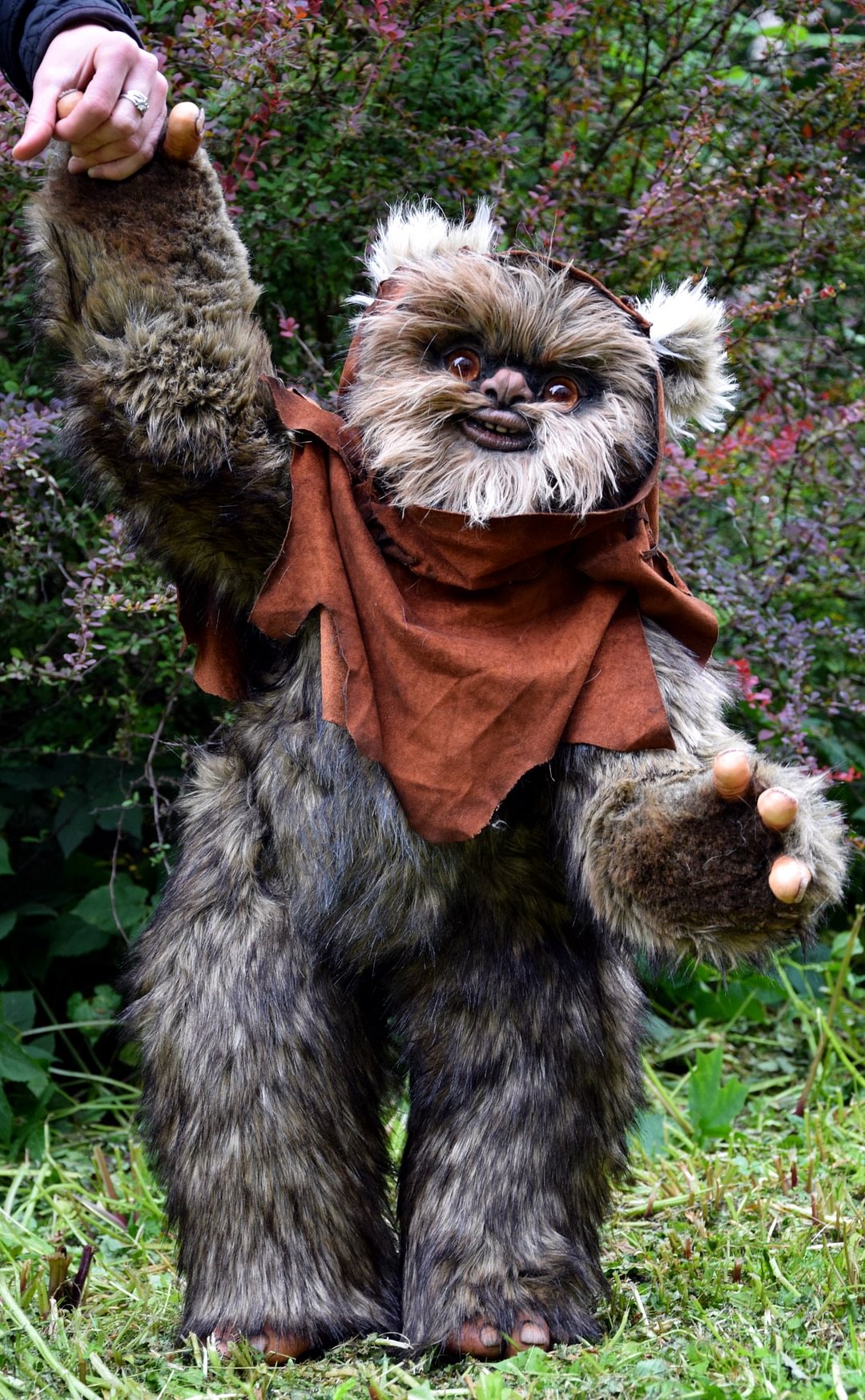 Ewok
