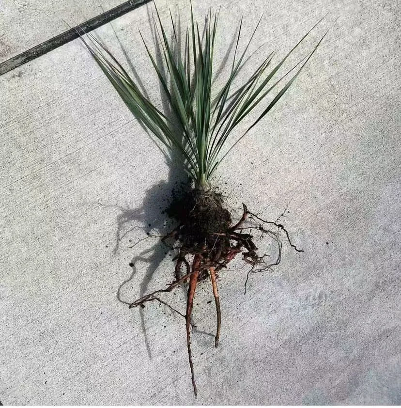 plant Aeonium Echeveria Haworthia  Caudex  Lithops Cactus  Agave 