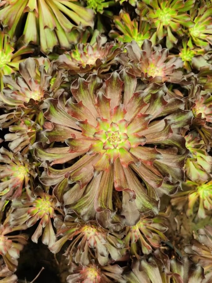 114  Snowgirl  cluster  15-18cm 8 heads / Aeonium /Succulent plants / Garden landscape / Carefully select healthy plants