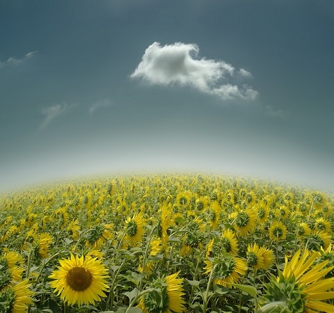 

Sunflowers Land – Paint By Numbers - 40*50CM, 501 Original