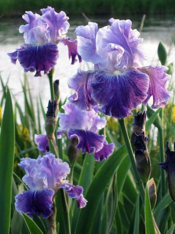Purple Iris Seeds