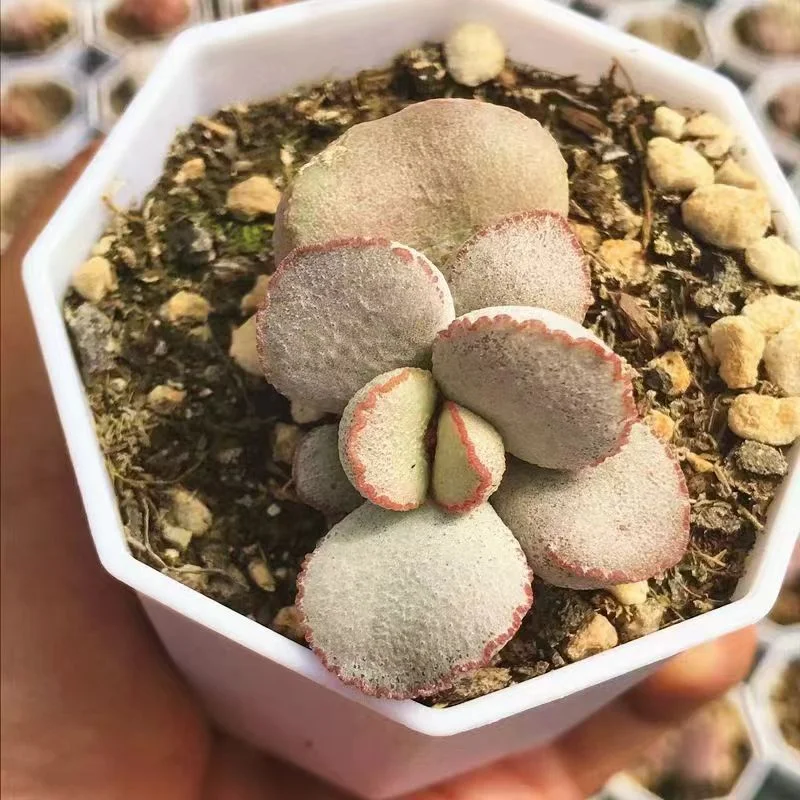 plant Aeonium Echeveria Haworthia  Caudex  Lithops Cactus  Agave 