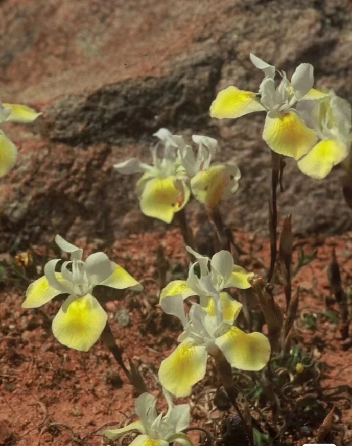 plant Aeonium Echeveria Haworthia  Caudex  Lithops Cactus  Agave 