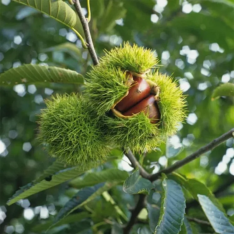 Dwarf Chestnut Seeds &ndash; Sweet and Fragrant Nuts