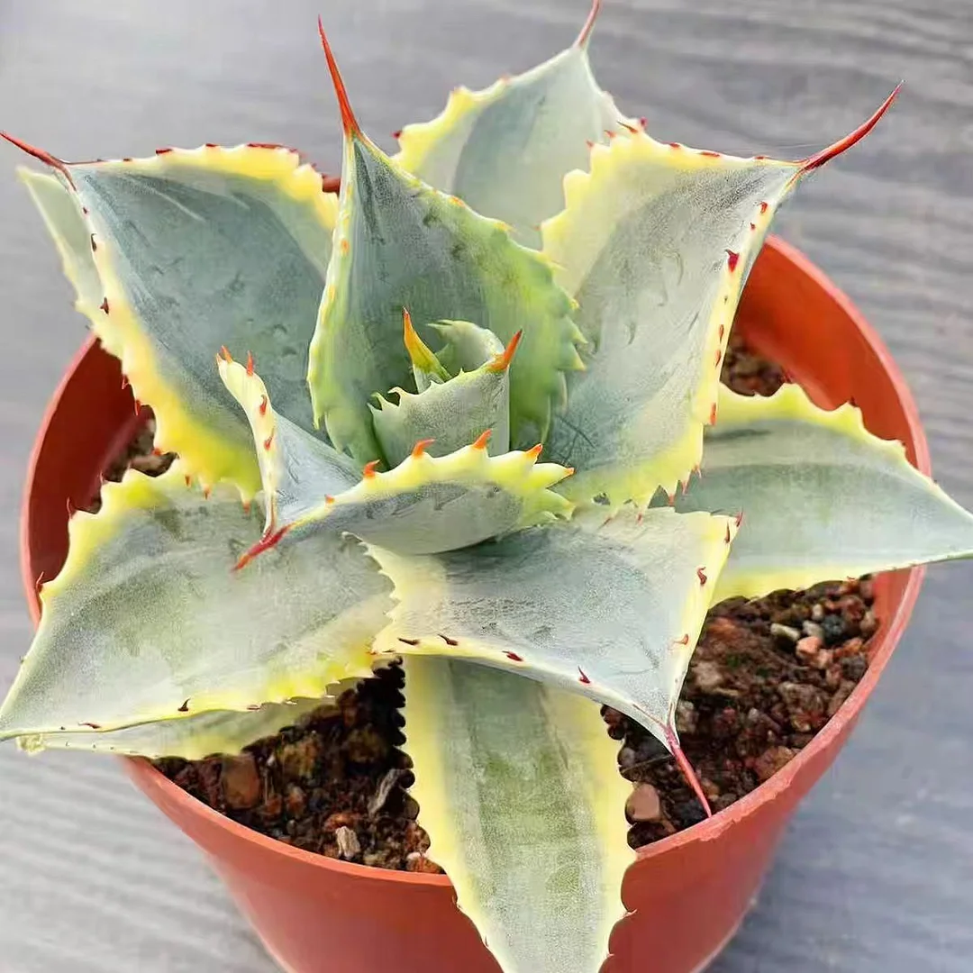 plant Aeonium Echeveria Haworthia  Caudex  Lithops Cactus  Agave 