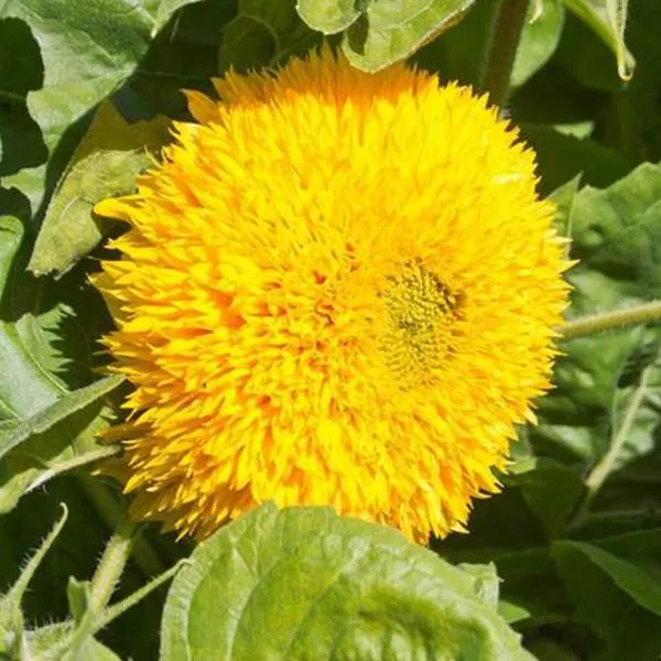 50 Pink Enchanting Giant Teddy Bear Sunflower Seeds - Rare Fluffy Blooms - Easy to Grow Garden