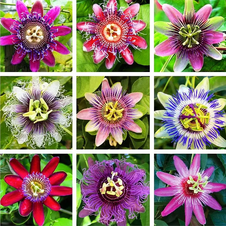 MIx Colors Passion Flower Seeds