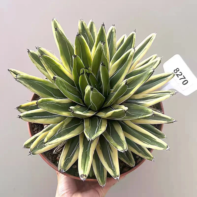 zwyw32.agave victoria reginae Feather spot 12cm/Agave plants / Succulent plants / Garden landscape / Carefully select healthy plants