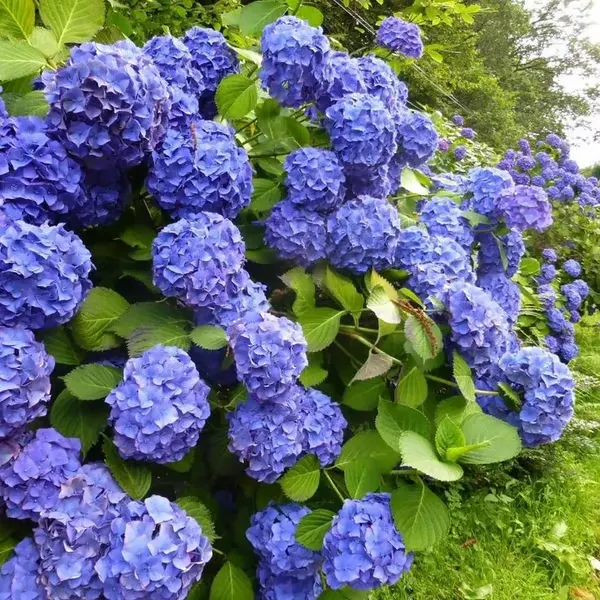 🔥 Limited Edition! Red, White & Blue Hydrangeas for America’s 250th 🇺🇸