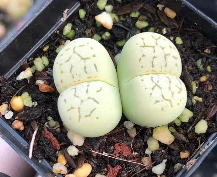 plant Aeonium Echeveria Haworthia  Caudex  Lithops Cactus  Agave 