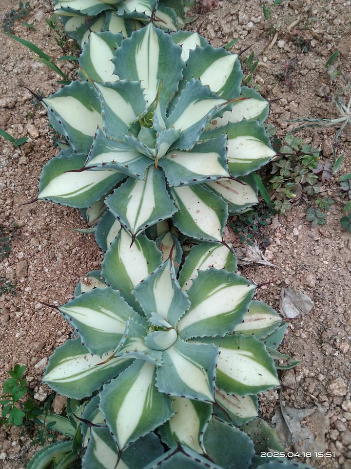 1159.Agave  Mini Small  potatorum 'Kisshou-kan-nishiki' /Agave plants / Succulent plants / Garden landscape / Carefully select healthy plants