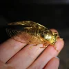 Purely Handmade Solid Copper Gold-plated Cicada Ornaments Collection Art