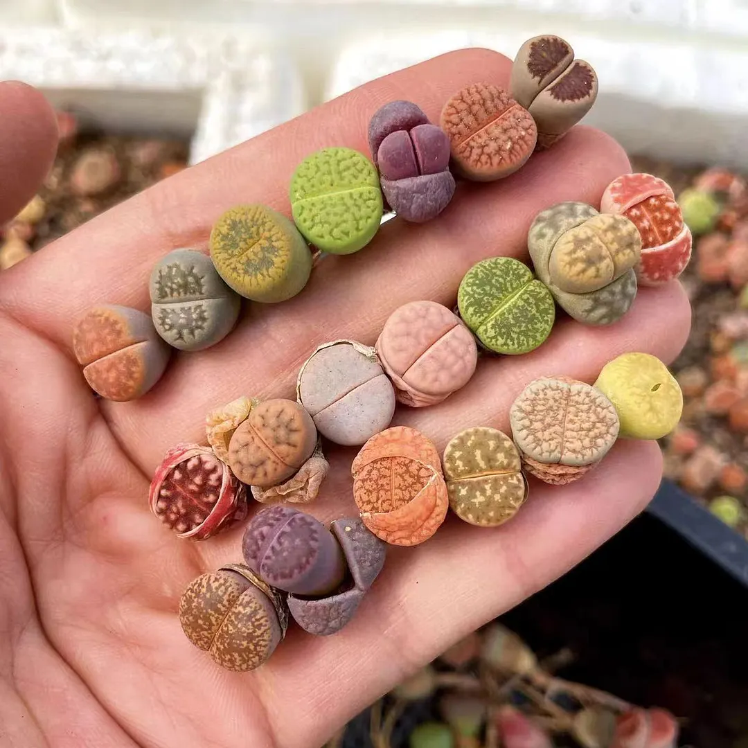 plant Aeonium Echeveria Haworthia  Caudex  Lithops Cactus  Agave 
