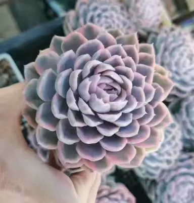 plant Aeonium Echeveria Haworthia  Caudex  Lithops Cactus  Agave 