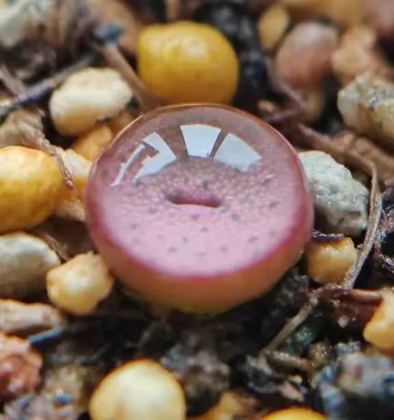 plant Aeonium Echeveria Haworthia  Caudex  Lithops Cactus  Agave 